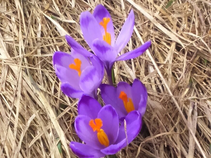 Dzień Kobiet, Mistrzyni, Równouprawnienie, Kobiety, Mężczyźni, Ultramaratony, Preferencje, Rywalizacja, Wiosna, Trud