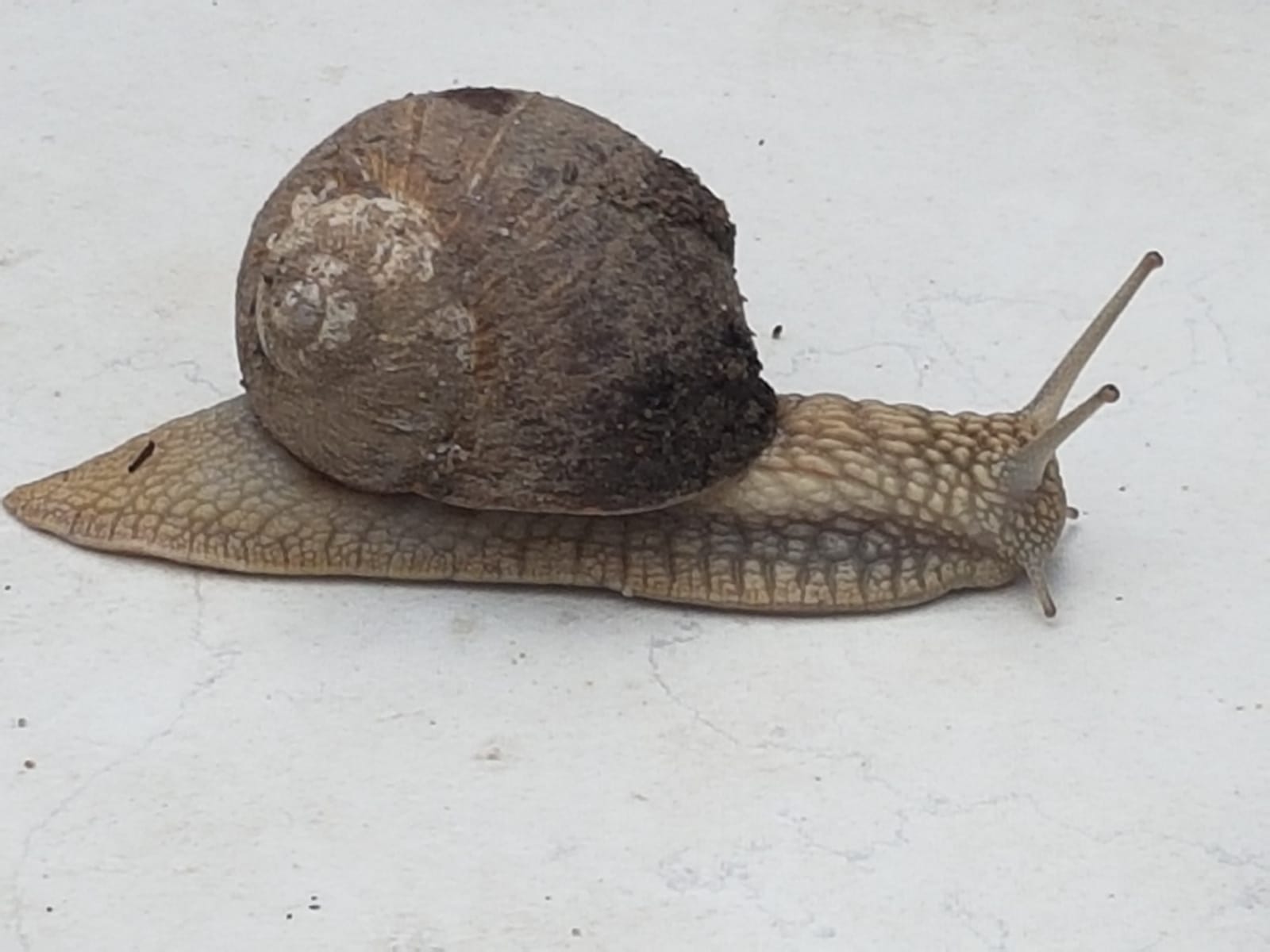 Agresja, Wybory, Ślimaki, Bioróżnorodność, Inwazyjne gatunki obce, Agresja Emocjonalna, Ekosystem naturalny, Deklaracja wyborcza, Eozynofilowe zapalenie opon mózgowych