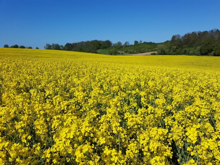 Barwy kwitnącego rzepaku i bezchmurnego nieba to nawiązanie do flagi Ukrainy. Wojna zabiera wolności. Kwitnący rzepak to chwila. Niebawem zostanie ścięty i przerobiony. Nic nie jest trwałe. Rządzi nami zmienność