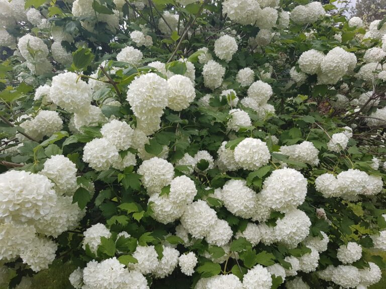 Czysta biel kwiatów kaliny to dla mnie symbol mojej Mamy