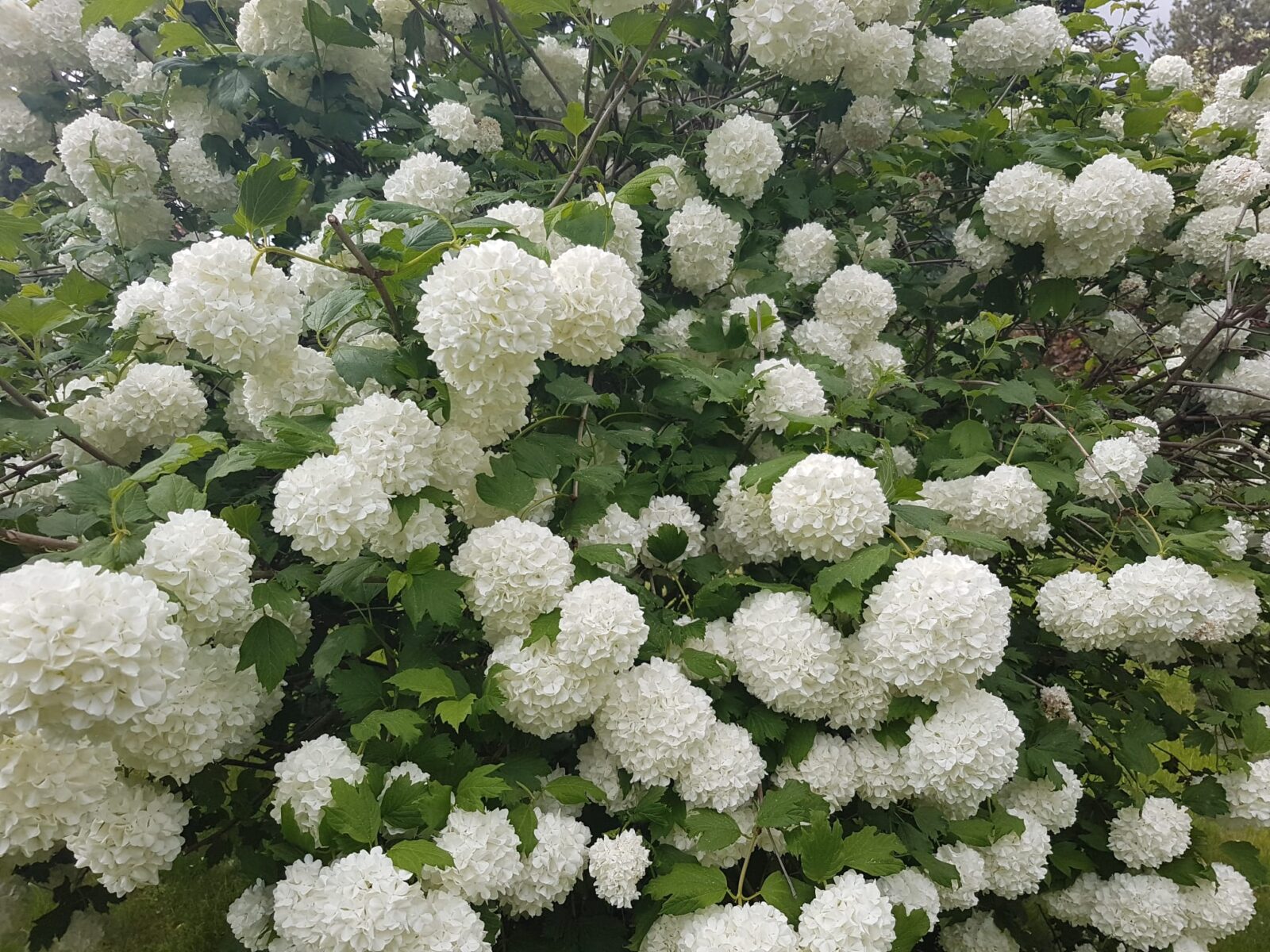 Czysta biel kwiatów kaliny to dla mnie symbol mojej Mamy